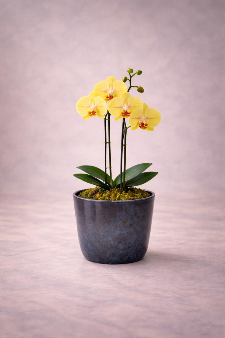 Ester Amarilla (Orquídea Chica)