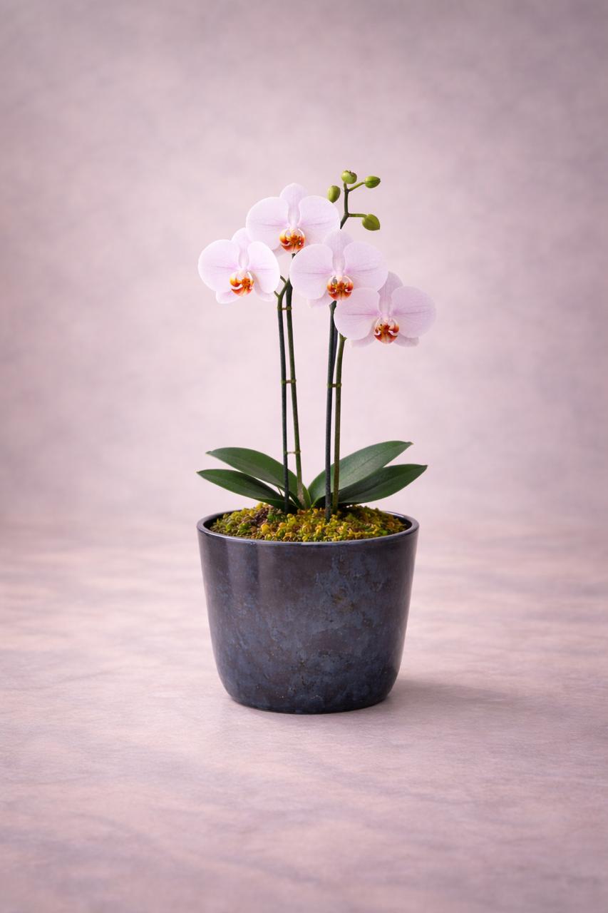 Ester Rosada (Orquídea Chica)