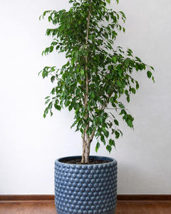 Bill XXL (Ficus Benjamina)