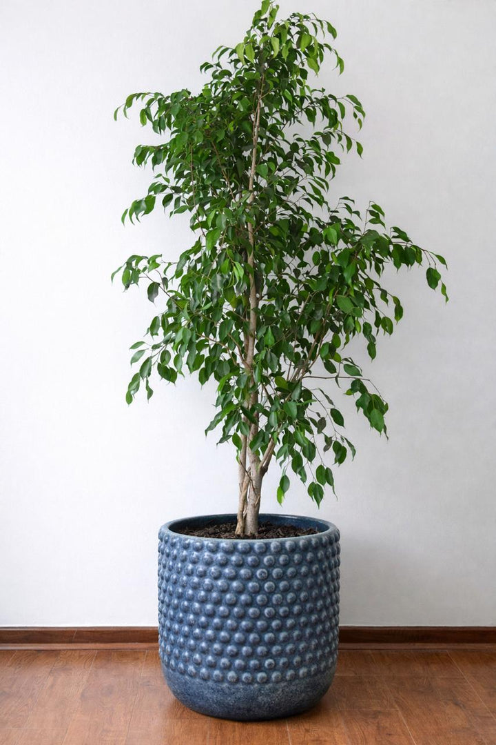 Bill XXL (Ficus Benjamina)