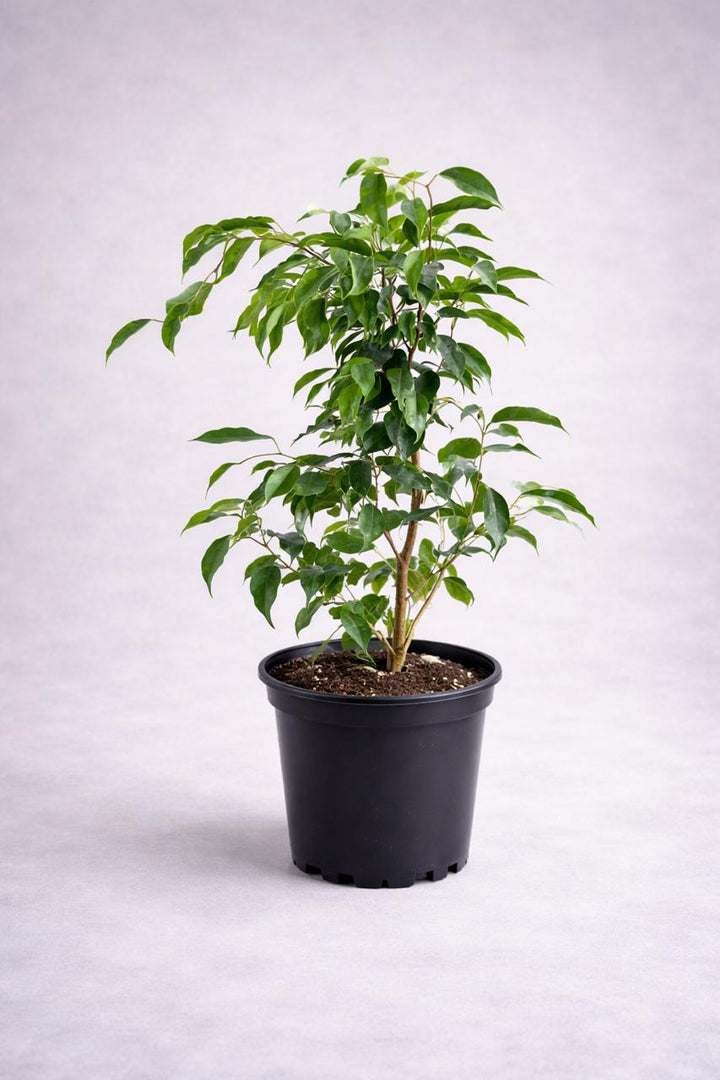 Bill M (Ficus Benjamina)