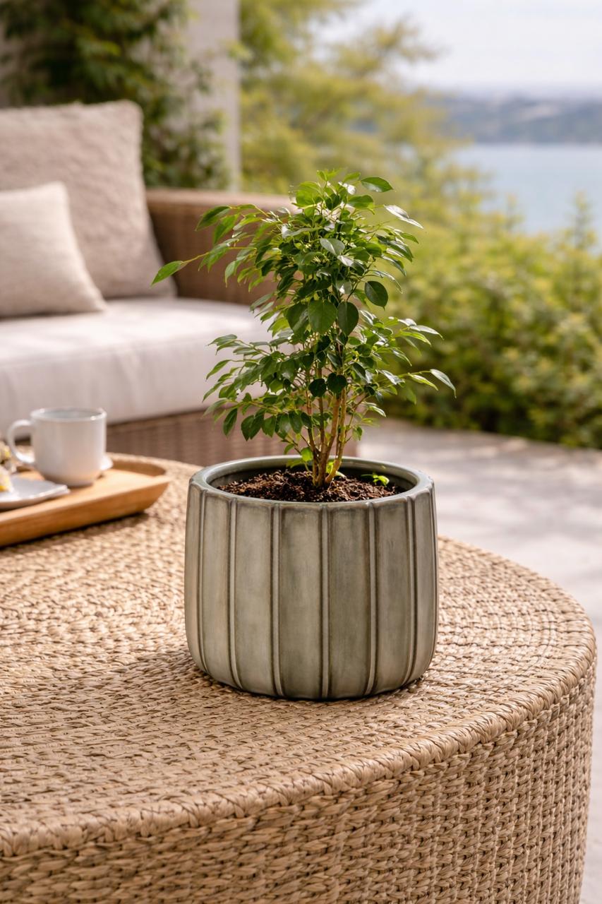 Bill M (Ficus Benjamina)