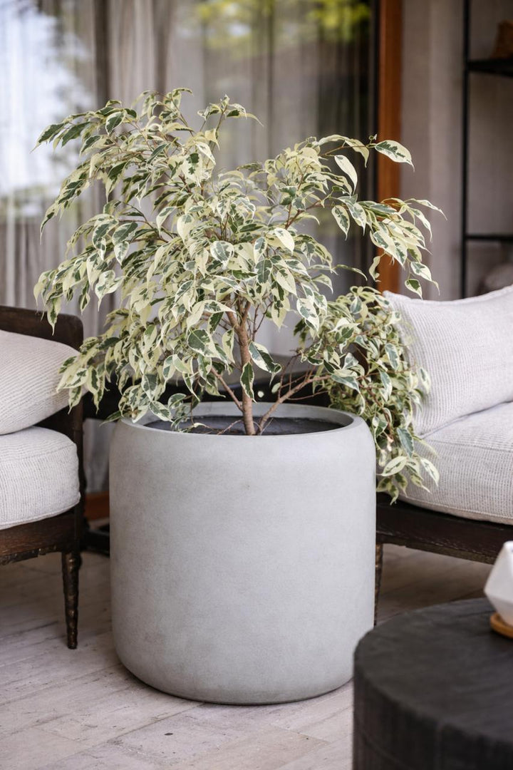 Hawaii XL (Ficus Hawaii)