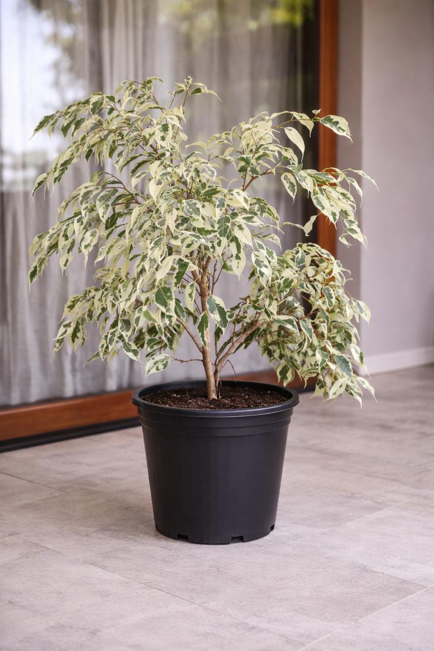 Hawaii XL (Ficus Hawaii)