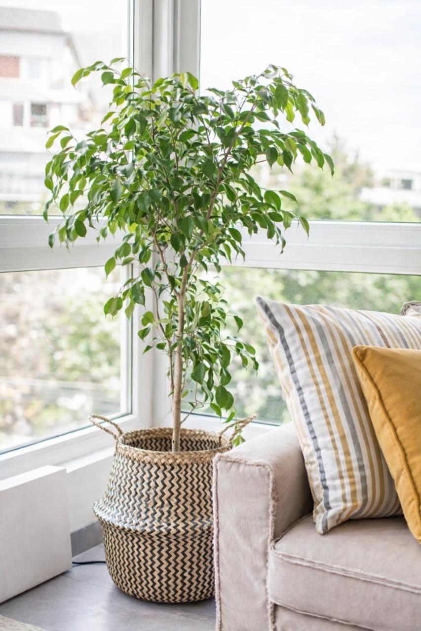 Bill XL (Ficus Benjamina)