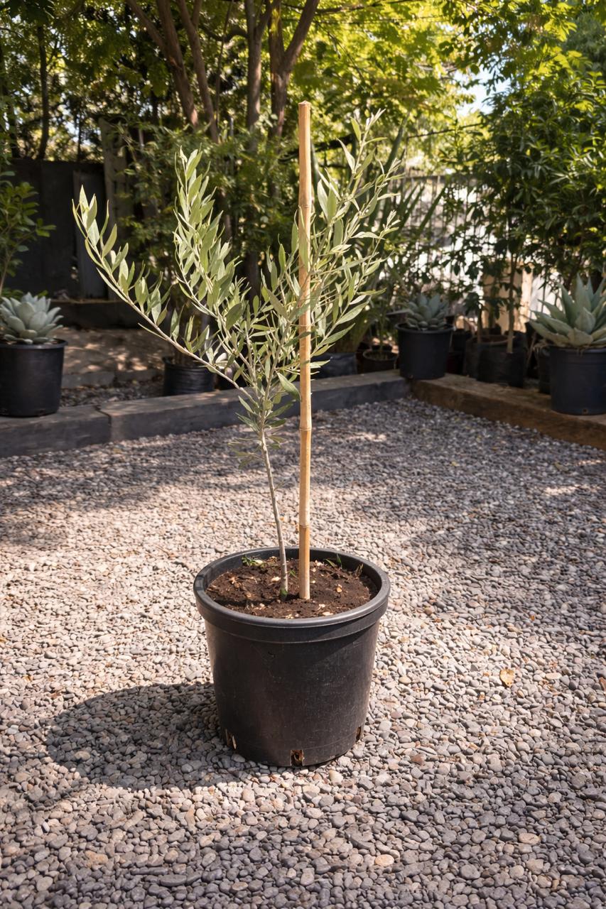 Oliver Pie Alto L (Olivo)