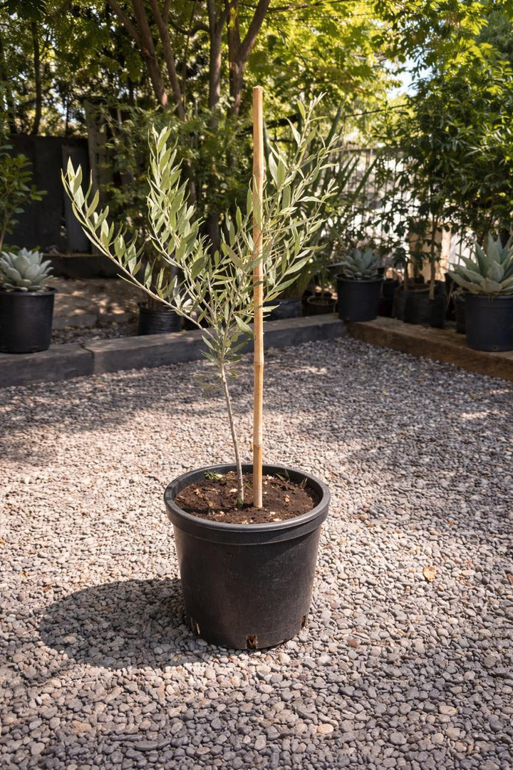 Oliver Pie Alto L (Olivo)