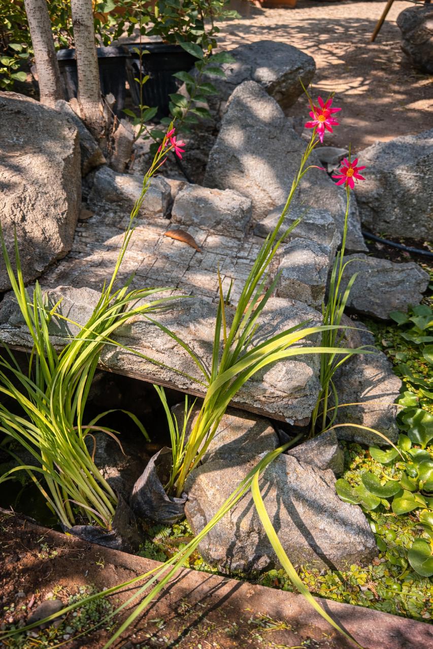Kaffir (Schizostylis)