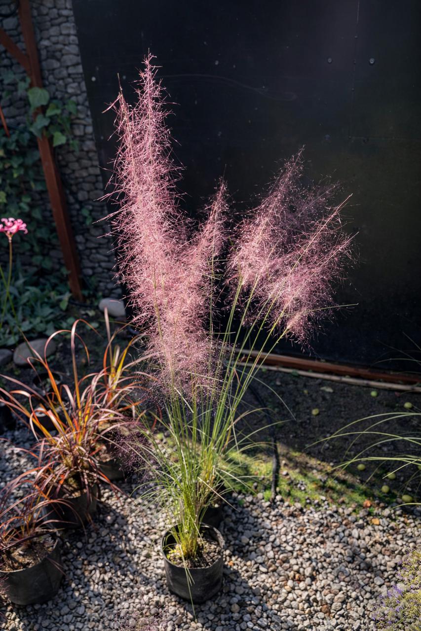 Pasto Rosa (Mulhlenbergua Capillaris)