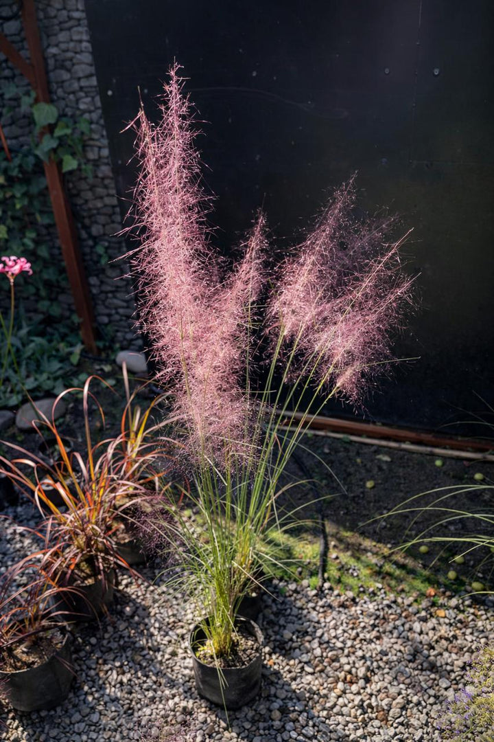 Pasto Rosa (Mulhlenbergua Capillaris)