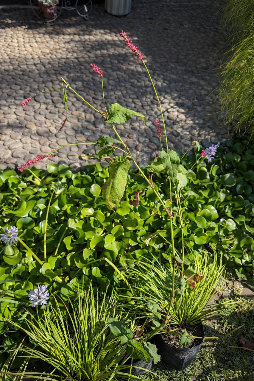 Himalaya (Persicaria)