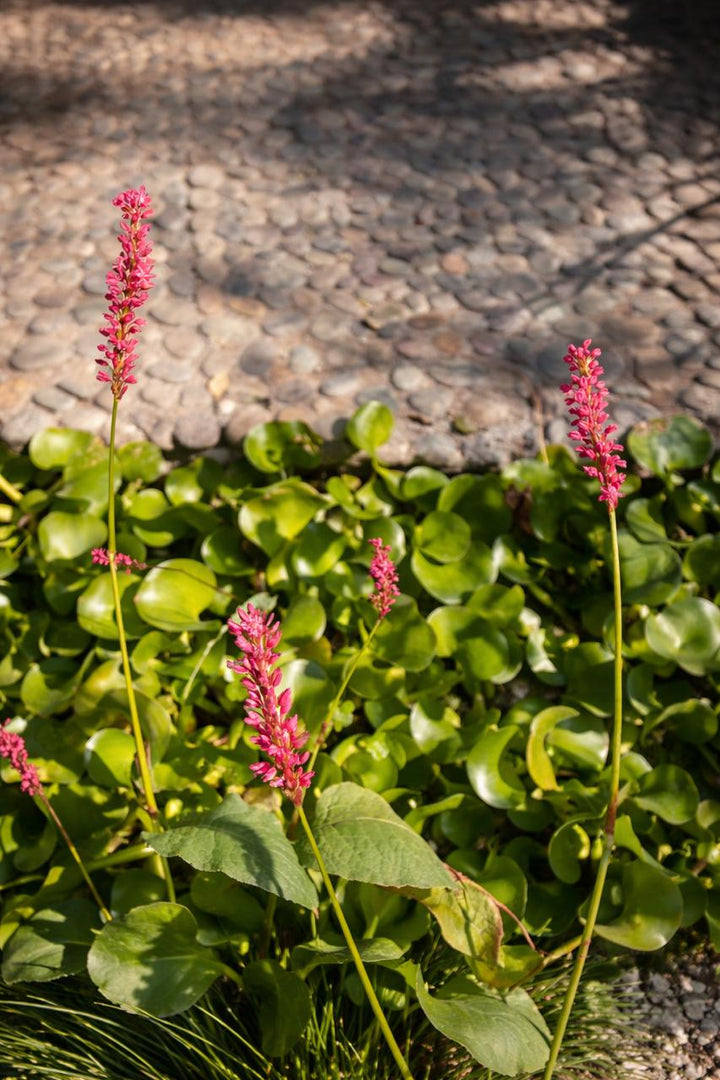 Himalaya (Persicaria)