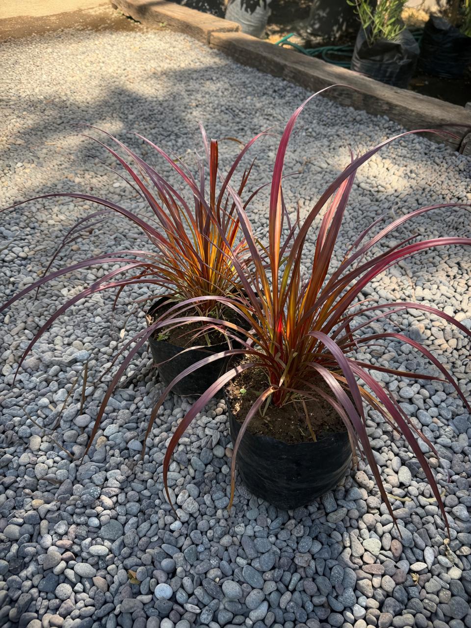 Pasto Púrpura (Penisetum rubra)