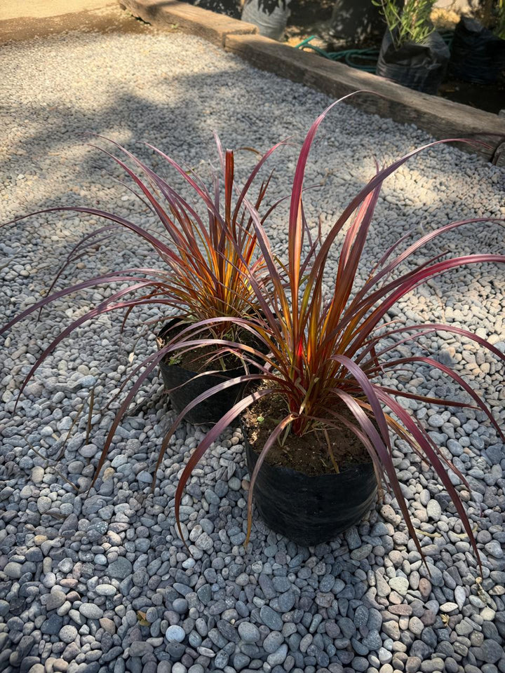 Pasto Púrpura (Penisetum rubra)