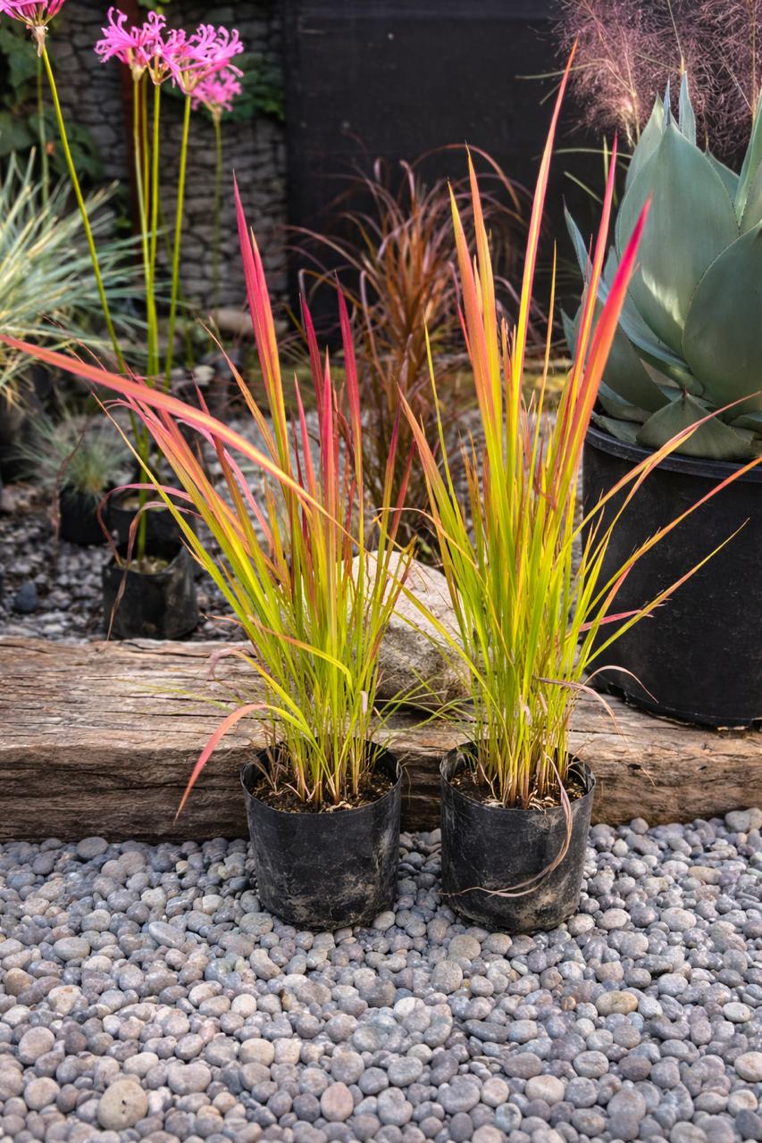 Pasto Japonés Rojo (Imperata Cylíndrica)