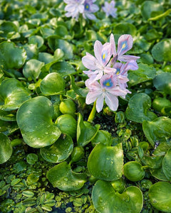 Jacinto (Eichornia Crassipes)