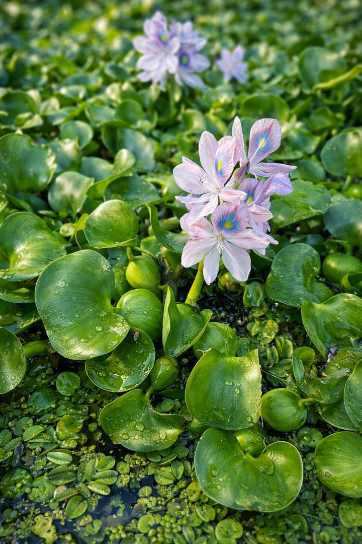 Jacinto (Eichornia Crassipes)