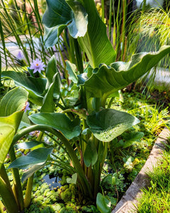 Cala (Zantedeschia aethiopica)