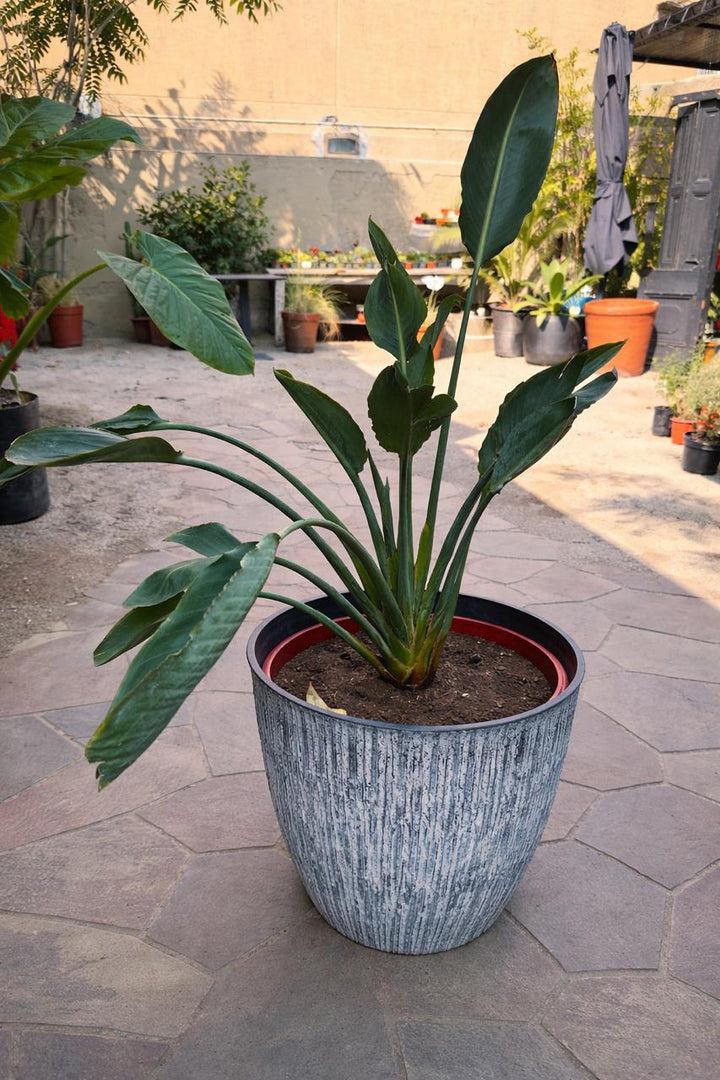 Flor Del Pájaro L (Strelitzia Reginae)