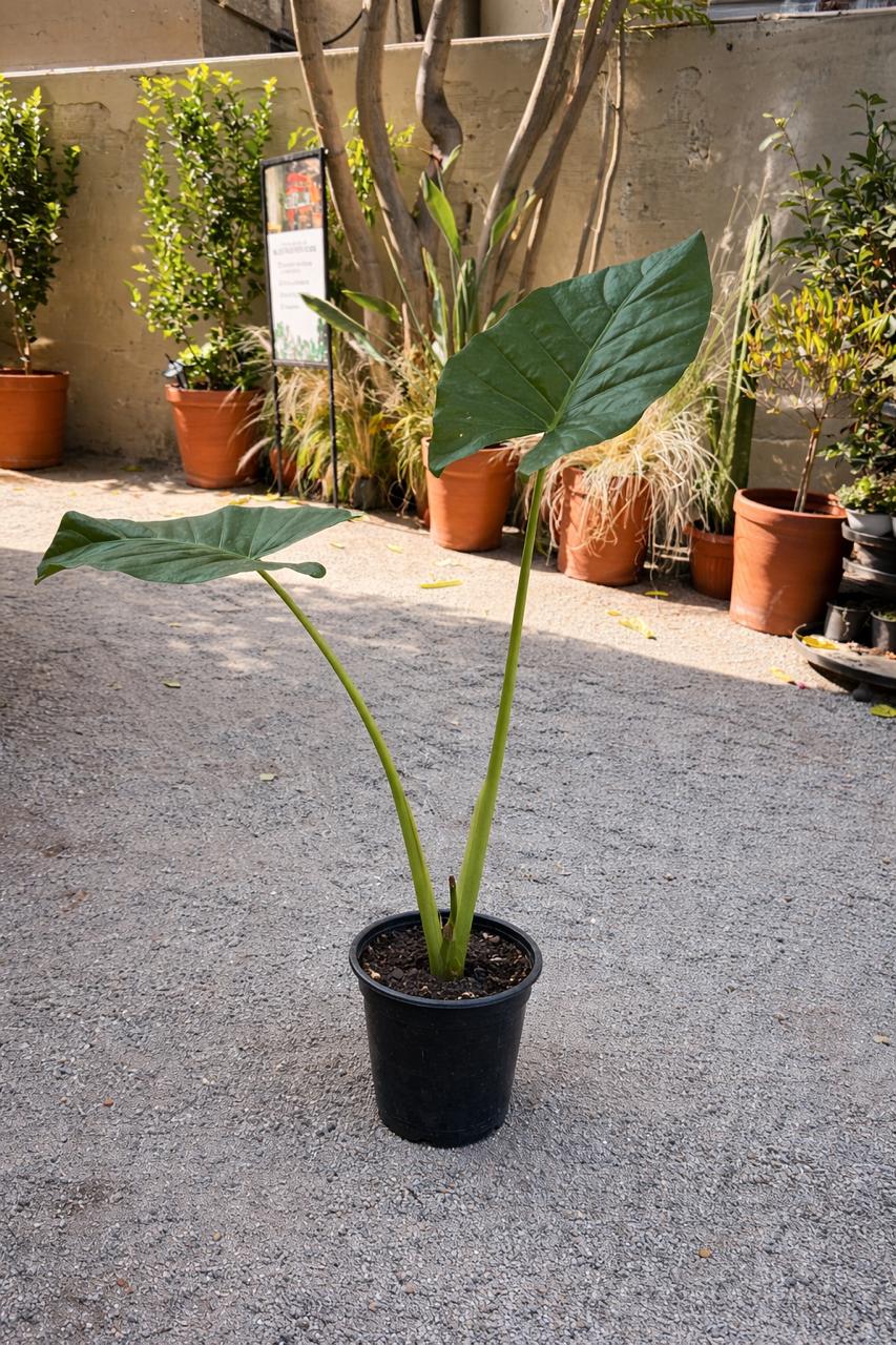 Mowgli L (Manto de Eva)