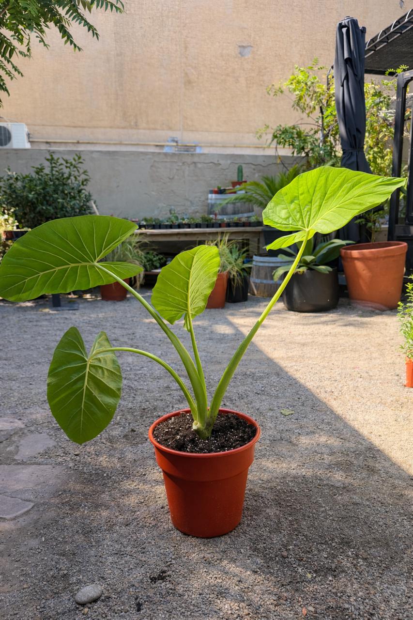 Mowgli XL (Manto de Eva)