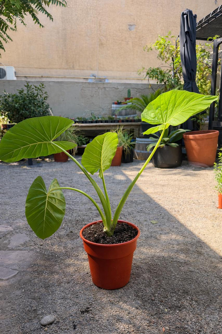 Mowgli XL (Manto de Eva)