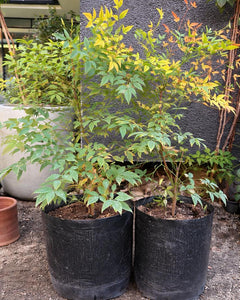 Nandina L