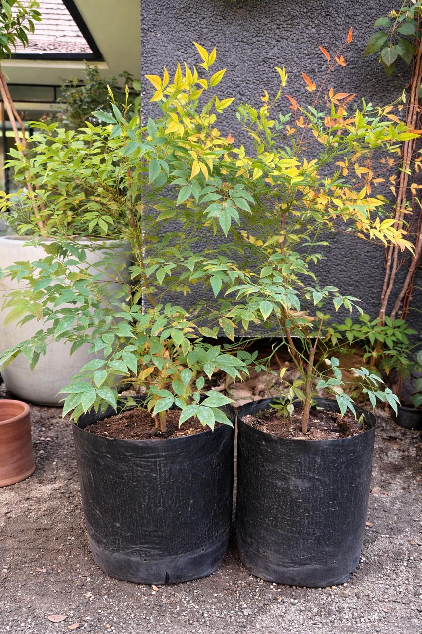Nandina L - Macetero Plástico