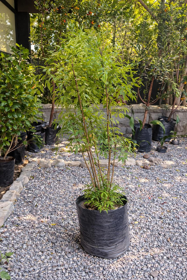 Nandina XL