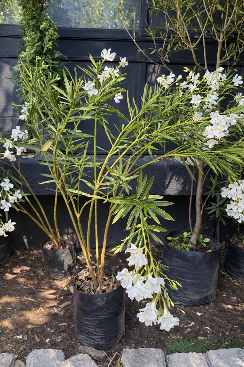 Leonel (Laurel de flor)