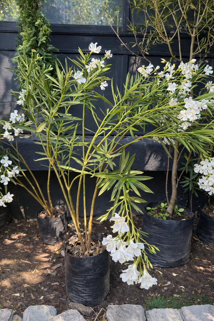 Leonel (Laurel de flor)