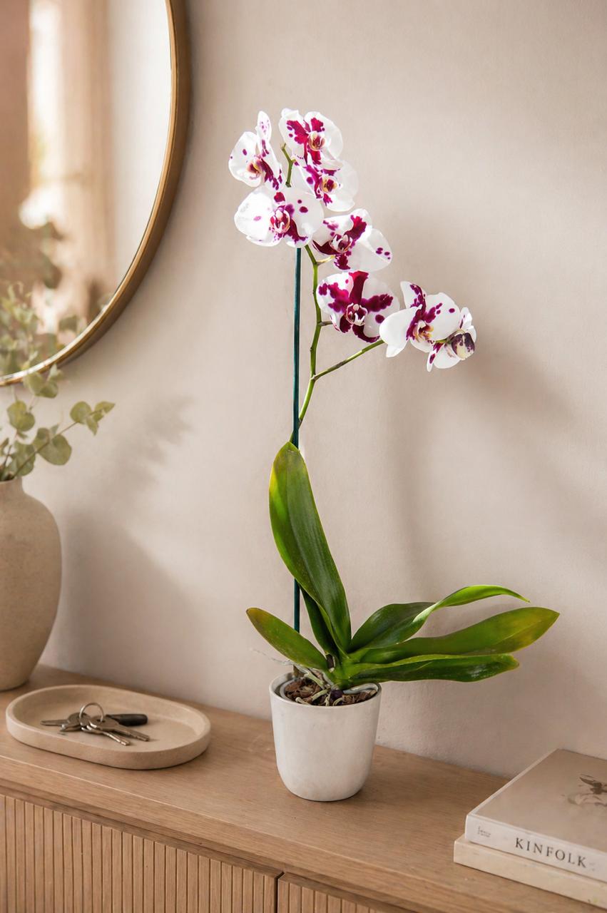 Úrsula Blanca con Fucsia (Orquídea Grande)