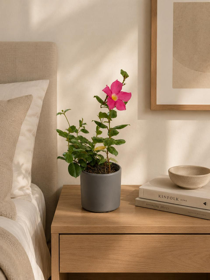 Daniela M (Dipladenia)