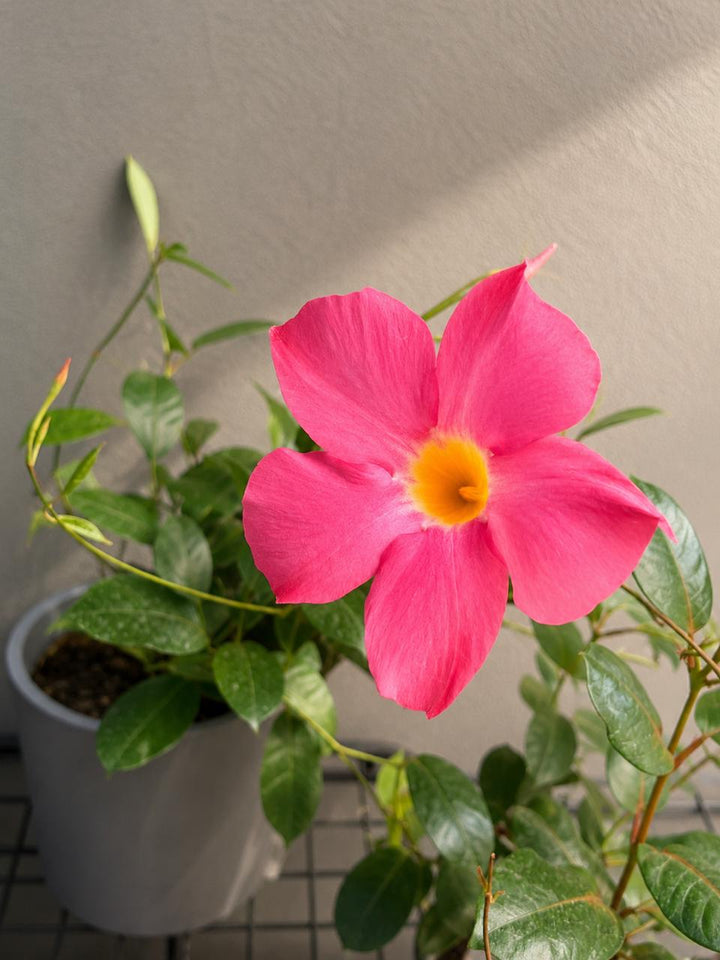 Daniela M (Dipladenia)
