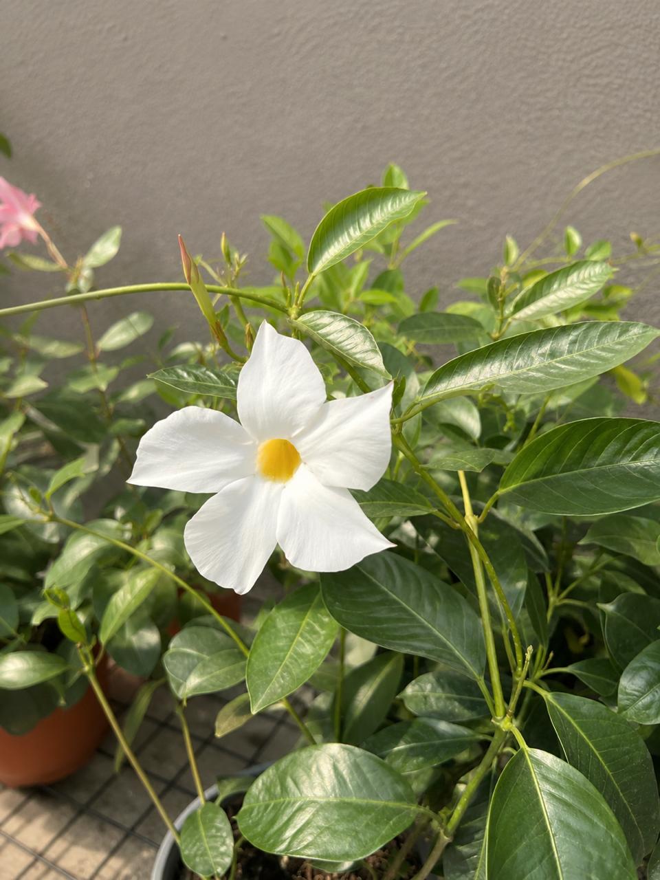 Daniela M (Dipladenia)