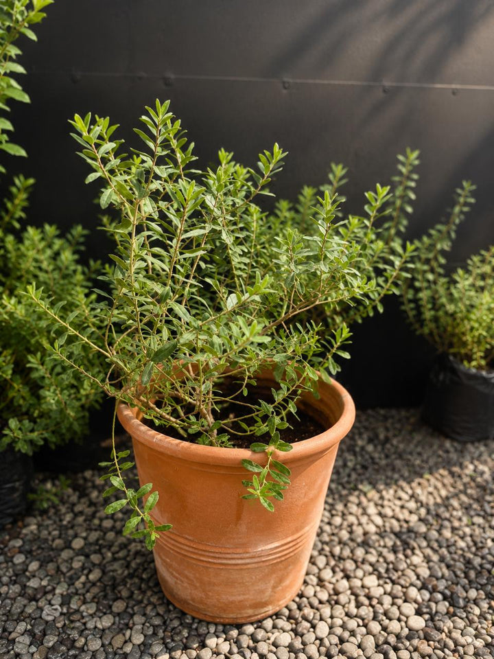 Vero (Veronica) XL