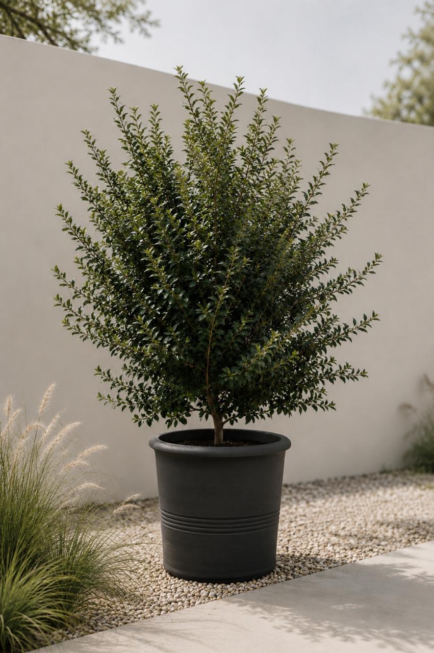 Acebo (Ilex)