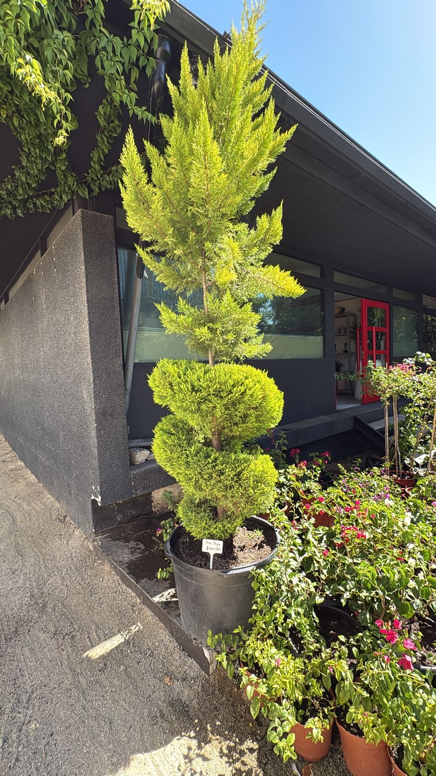 PINO (THUJA)