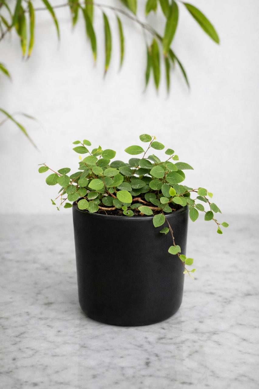 Ficus Repens - Macetero Plastico