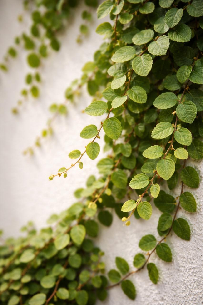 Ficus Repens