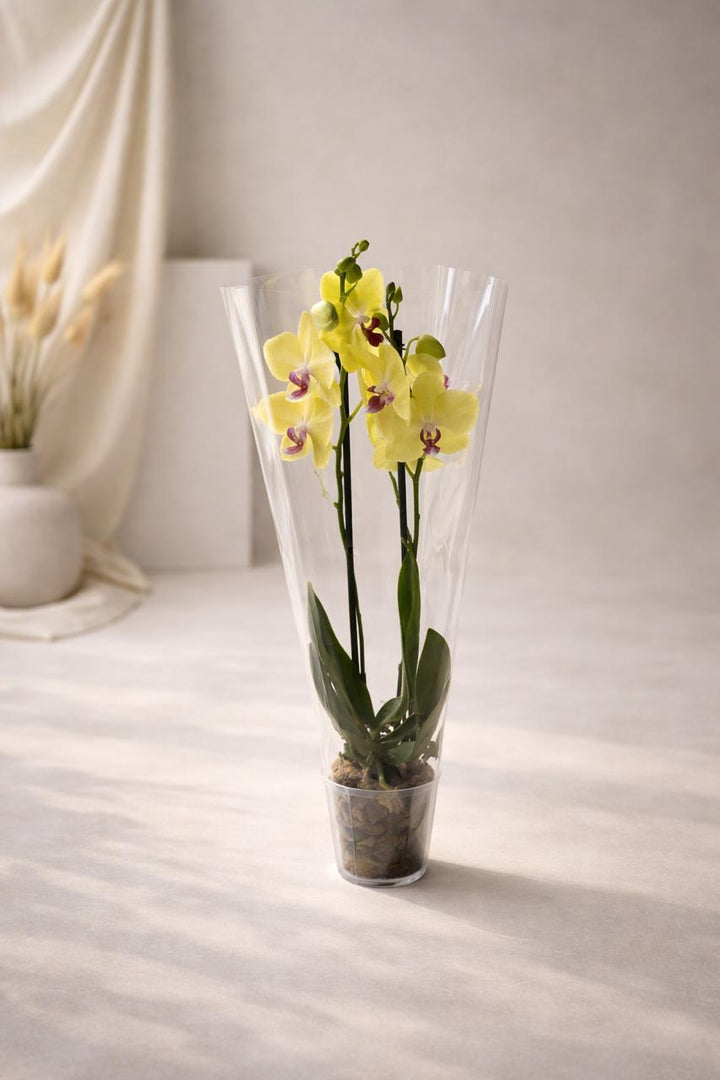 Úrsula Amarilla (Orquídea Grande)