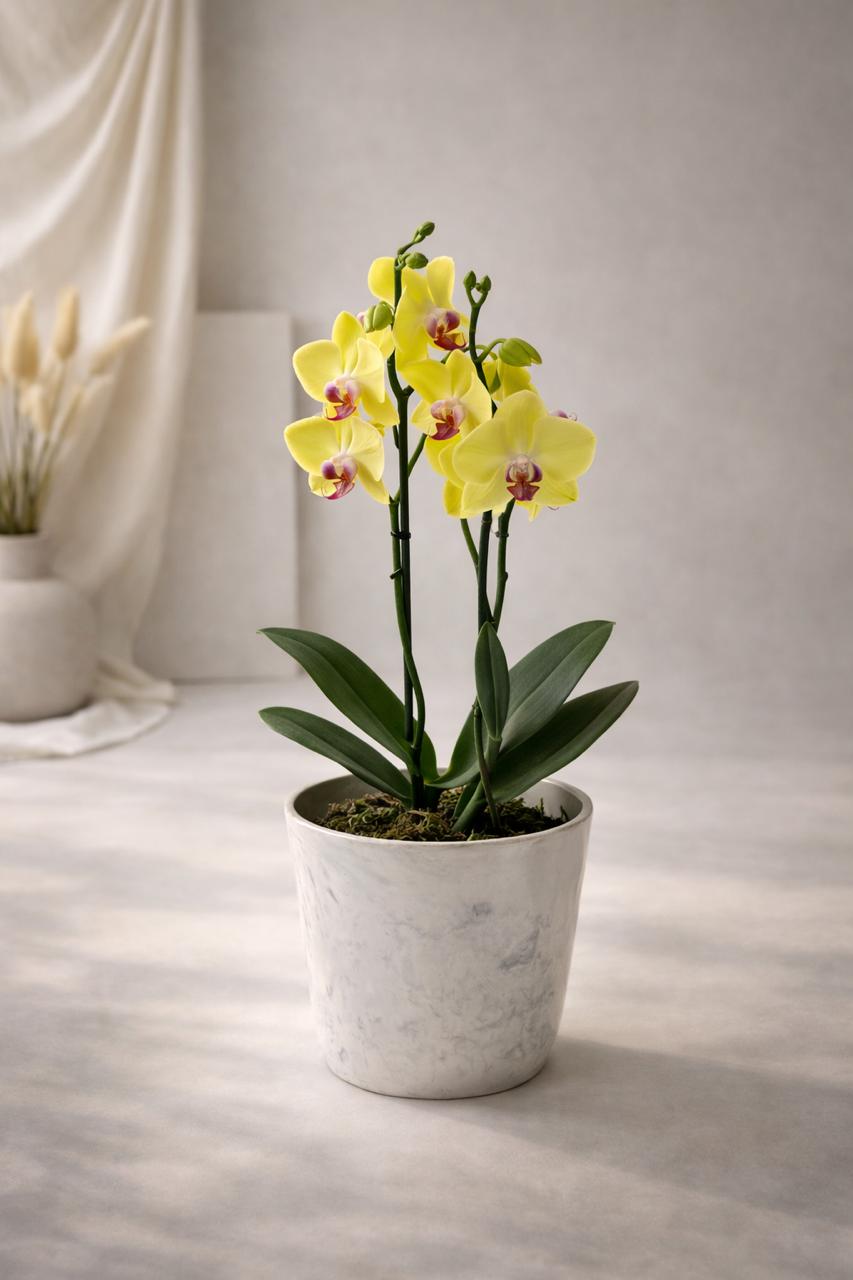 Úrsula Amarilla (Orquídea Grande)