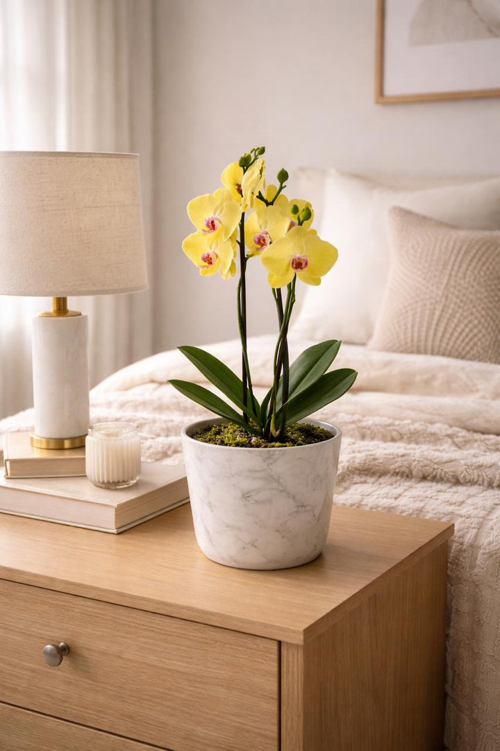 Úrsula Amarilla (Orquídea Grande)