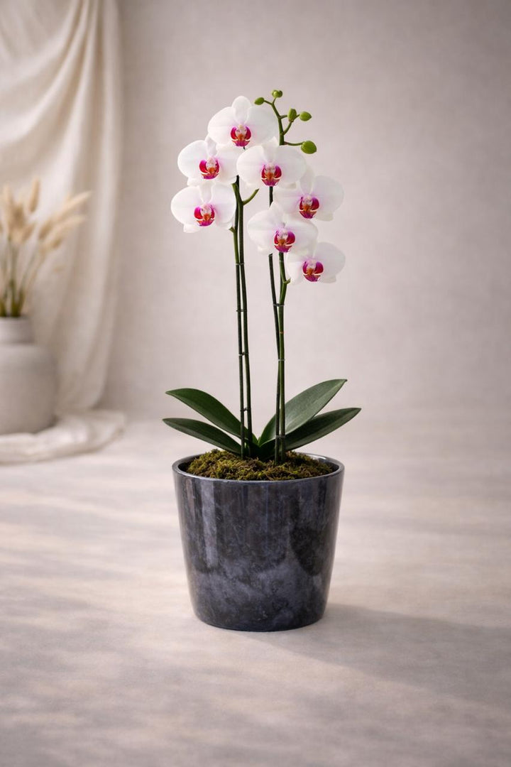 Úrsula Blanca con Fucsia (Orquídea Grande)