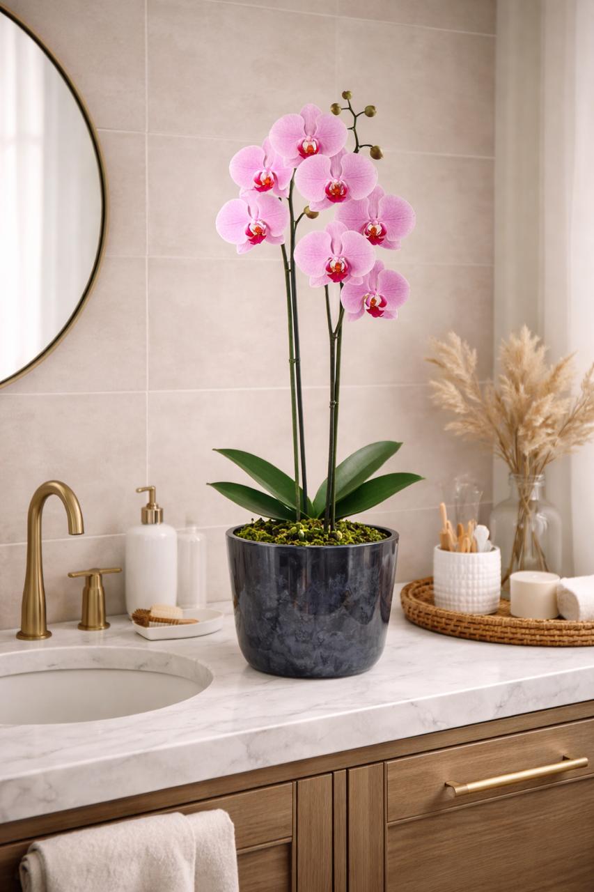 Úrsula Rosada (Orquídea Grande)