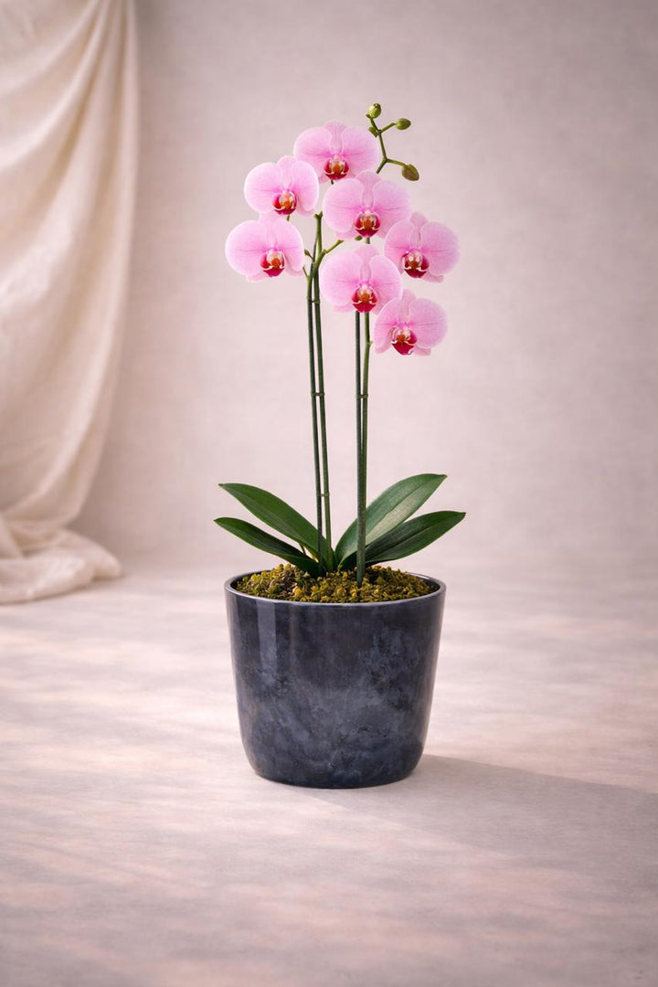 Úrsula Rosada (Orquídea Grande)