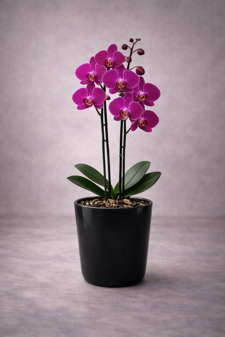 Úrsula Fucsia (Orquídea Grande)