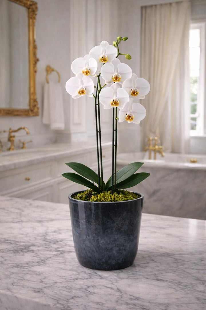 Úrsula Blanca (Orquídea Grande)