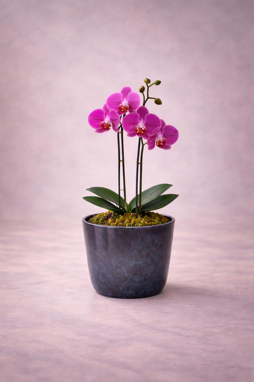 Ester Fucsia (Orquídea Chica)