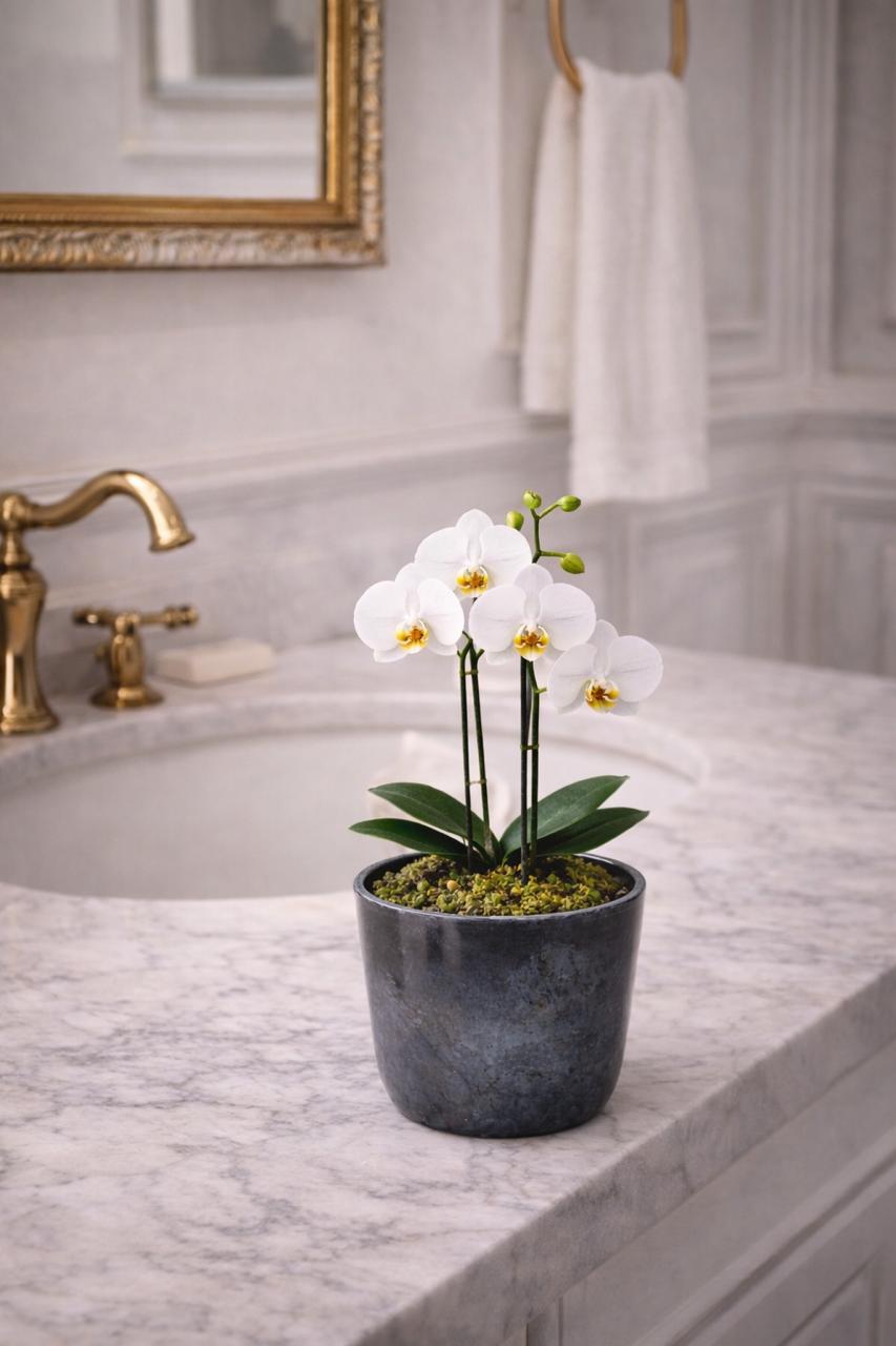 Ester Blanca (Orquídea Chica)